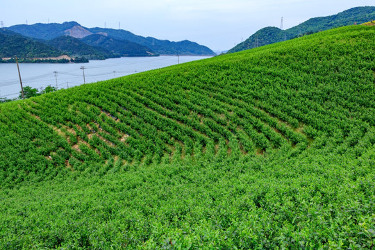 茶叶生产 茶山茶园 茶园风光