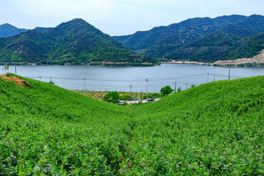 茶叶生产 茶山茶园 茶园风光