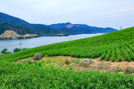 茶叶生产 茶山茶园 茶园风光