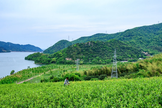 茶叶生产 茶山茶园 茶园风光