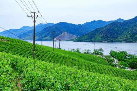 茶山茶园 茶山风景 茶园茶叶