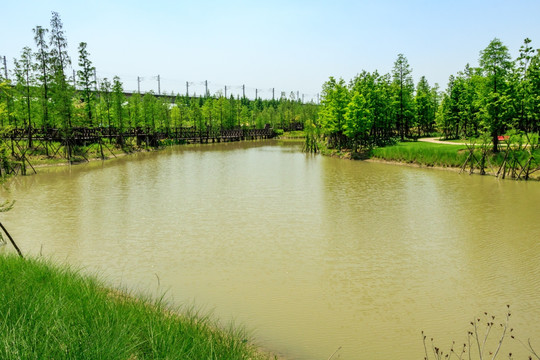 公园湿地景观 植物园 春天