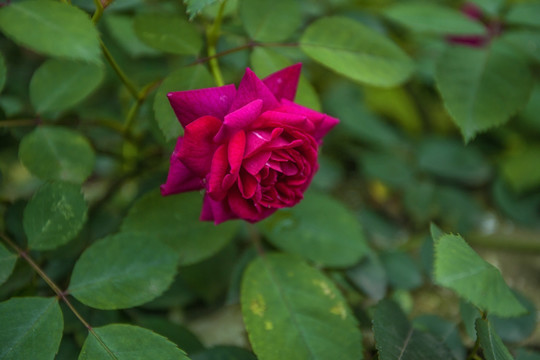 玫瑰花蔷薇花月季花