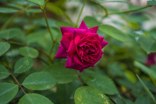 蔷薇花玫瑰花月季花