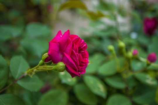 蔷薇花玫瑰花月季花