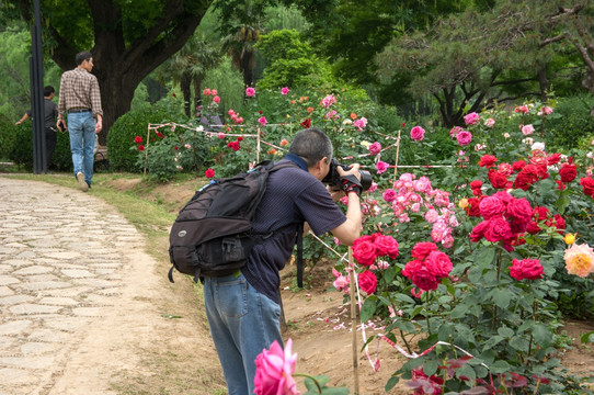 玫瑰园 摄影师
