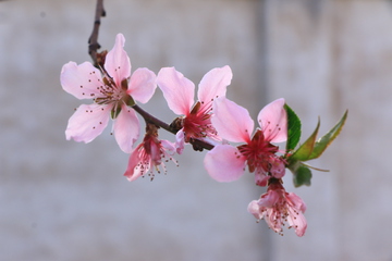 桃花