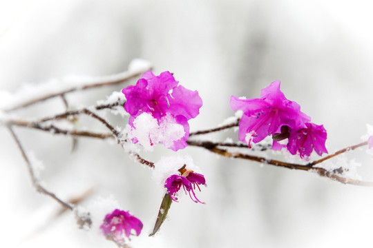 寒梅傲雪