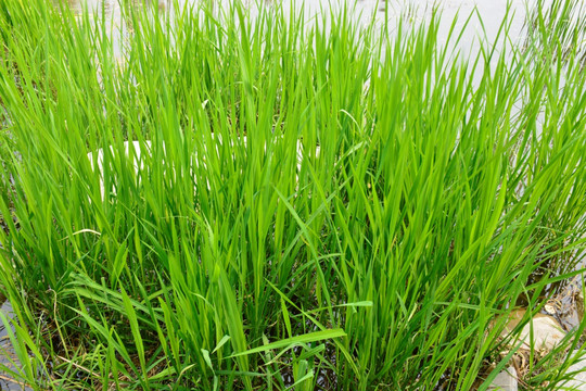 青青河邊草