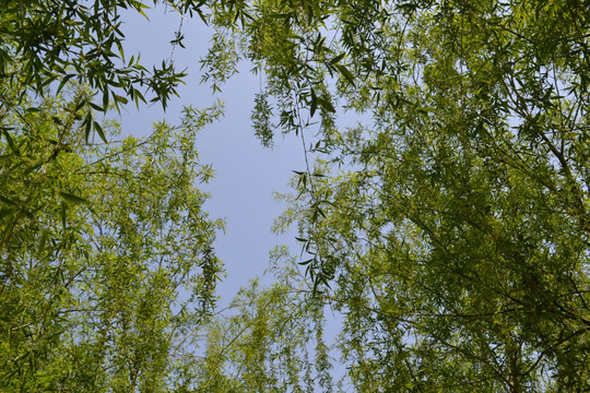 柳枝 嫩芽 嫩叶 垂柳枝