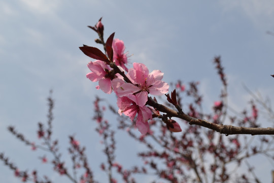 桃花 看桃花 碧桃花