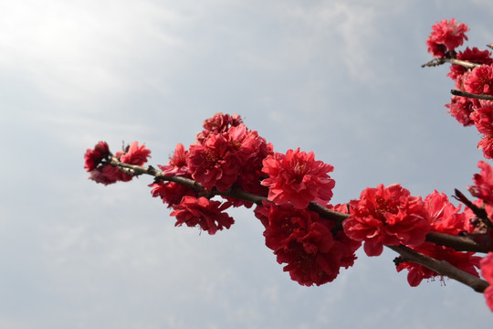 桃花 看桃花 碧桃花