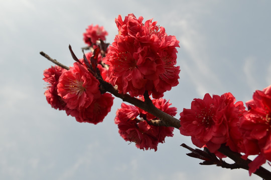 桃花 看桃花 碧桃花