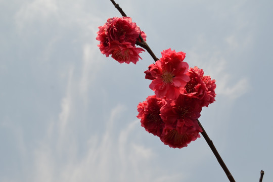 桃花 看桃花 碧桃花