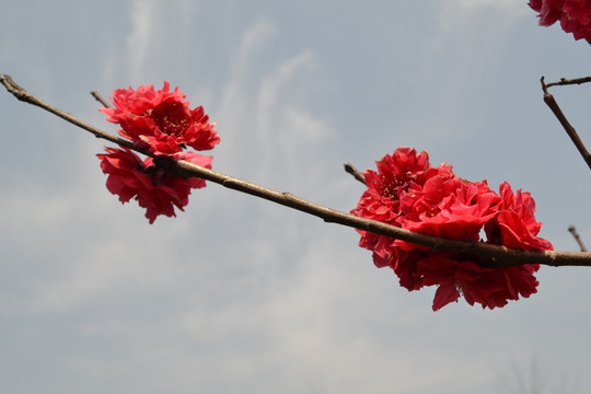 桃花 看桃花 碧桃花