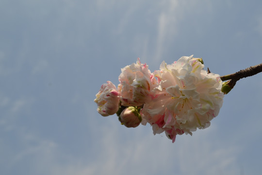 桃花 看桃花 碧桃花