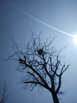 枯枝 树枝