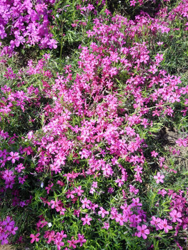 万亩花海 花田 花海