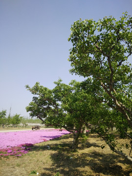 绿树红花