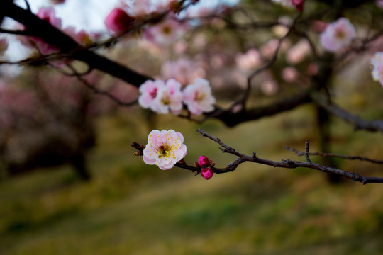 梅花