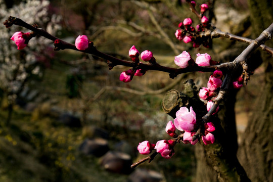 梅花