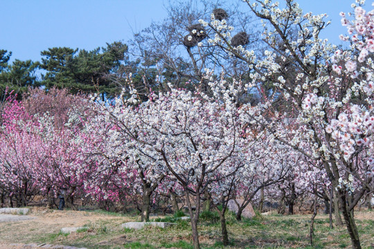 梅花