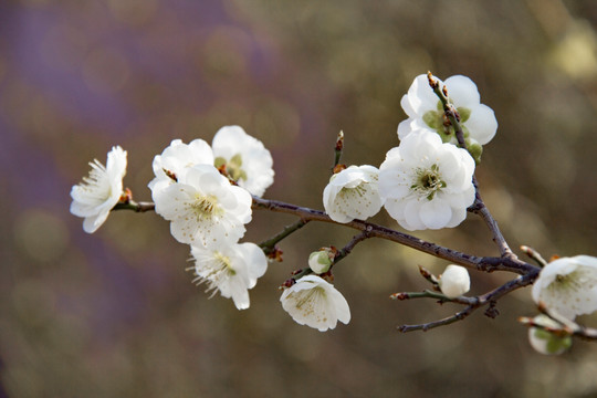 梅花