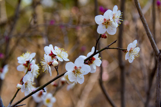 梅花