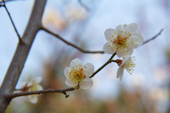 梅花