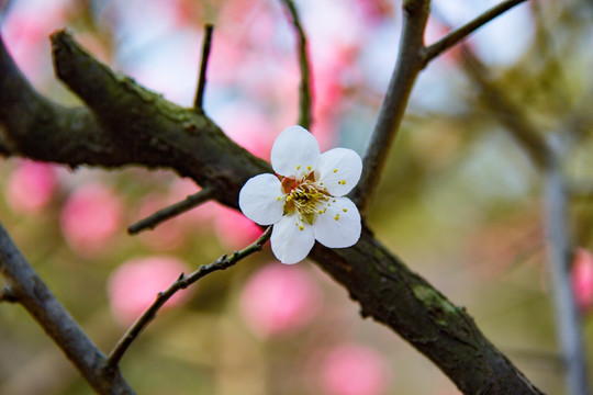 梅花