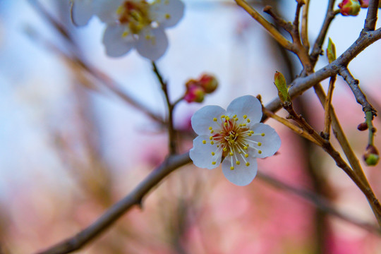 梅花