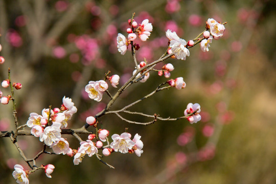 梅花