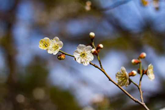 梅花