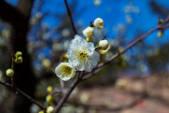 梅花