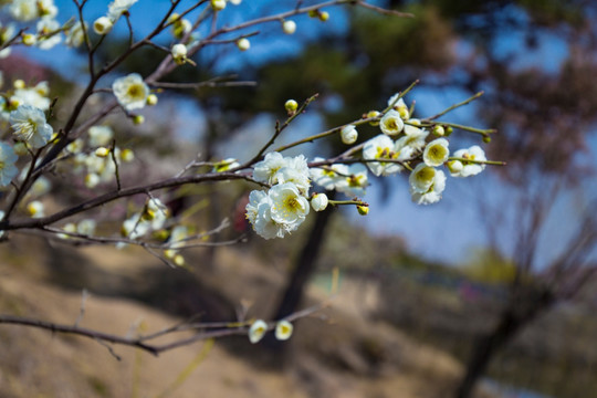 梅花