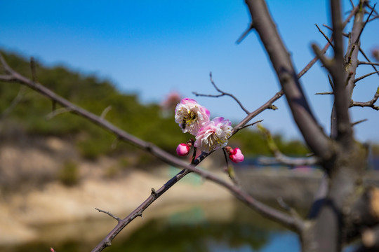 梅花