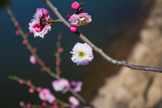 梅花