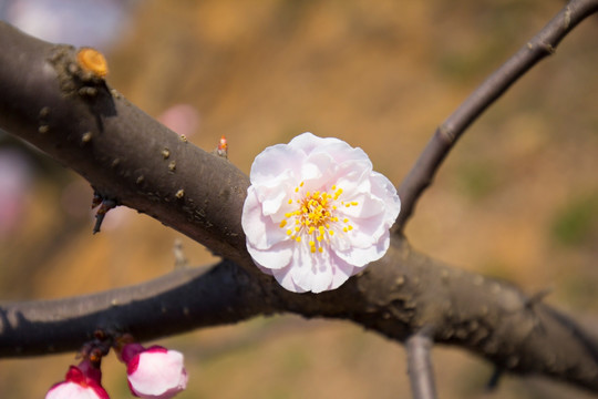 梅花