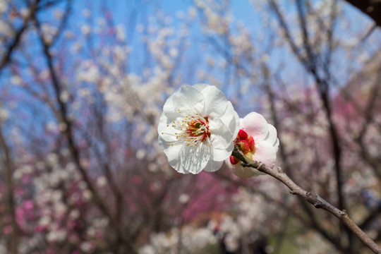 梅花