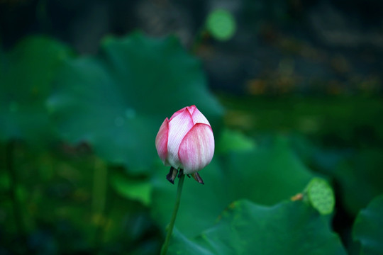 含苞欲放 荷花花蕾