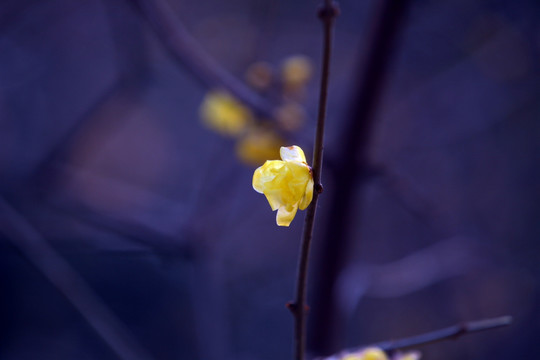 腊梅花开