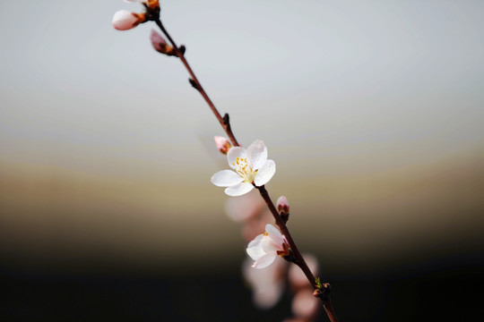 一枝山桃花