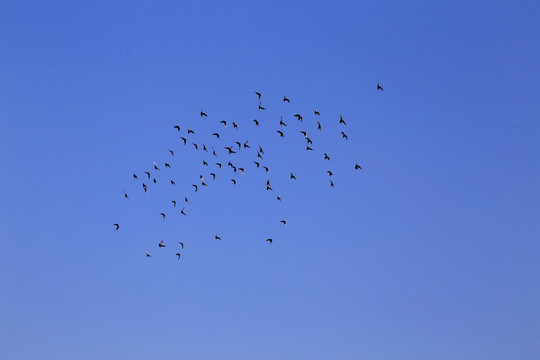 蓝天 鸽子 鸽群 飞翔