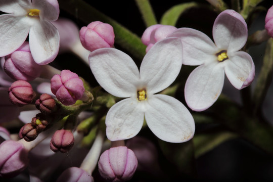 丁香花