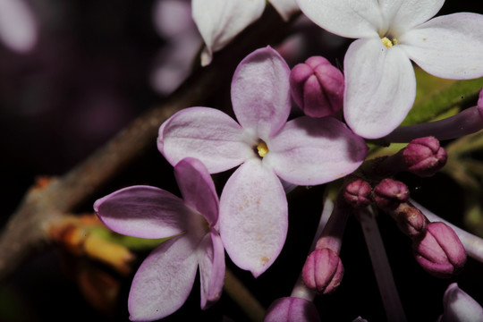 丁香花