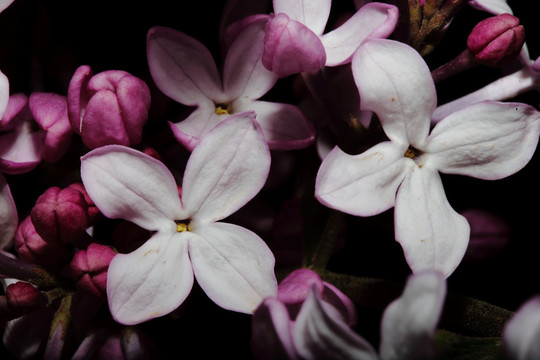 丁香花