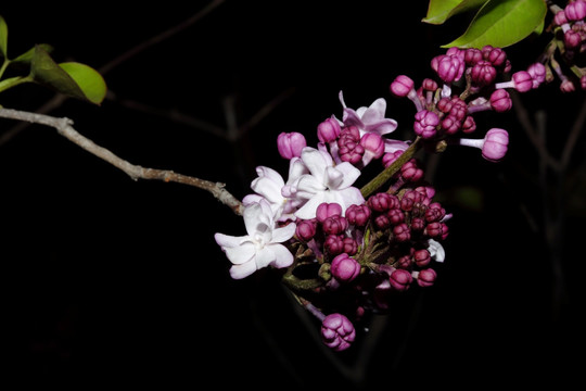 丁香花