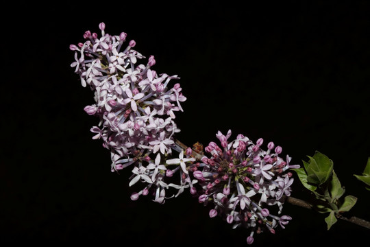 丁香花