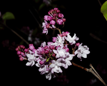 丁香花