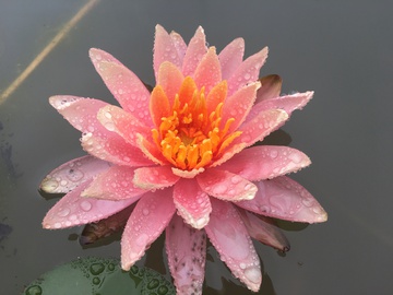 雨中的红睡莲特写 